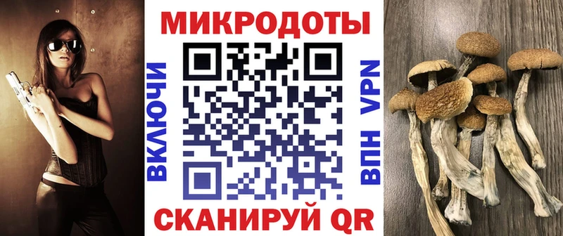 маркетплейс телеграм Ветлуга Галлюциногенные грибы Psilocybe